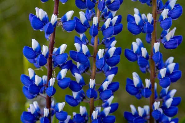 Schöne Landschaft Mit Lila Blühenden Lupinen Lupinus Sommer Lupinus Blaue — Stockfoto