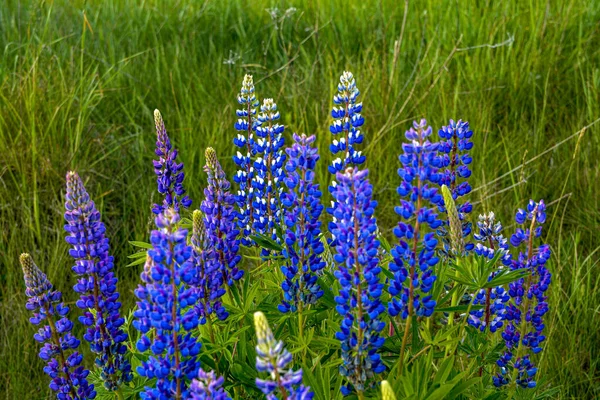 Krásná Krajina Purpurově Kvetoucími Vlčíky Lupinus Létě Lupinus Modrý Květ — Stock fotografie