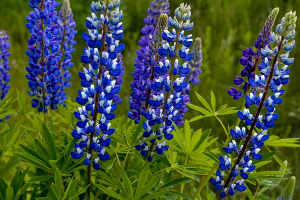Bela Paisagem Com Lupins Floridos Roxos Lupinus Verão Lupinus Flor — Fotografia de Stock