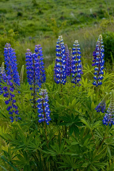Piękny Krajobraz Fioletowym Kwitnących Łubinów Lupinus Lecie Lupinus Niebieski Kwiat — Zdjęcie stockowe