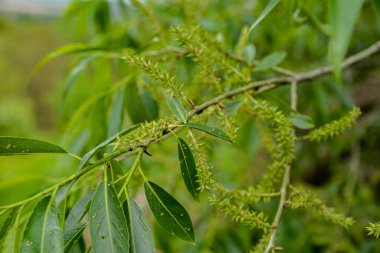 Badem söğüt ağacının söğüt çiçeği (Salix triandra). Salix Triander ağacının tüylü, yumuşak tomurcukları çeşitli söğütlerdir. Doğal Ekolojik Özgeçmiş.