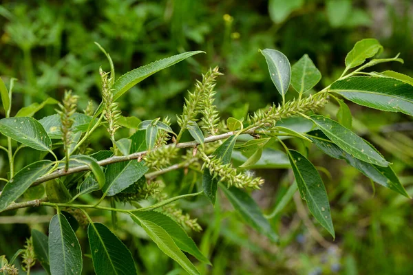 杏仁柳树 Salix Triandra 的柳树 柳树的柔嫩而模糊的芽是各种各样的柳树 自然生态背景 — 图库照片
