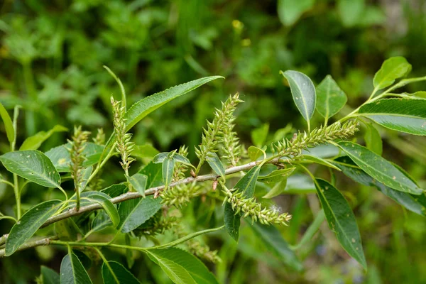 Fiore Salice Salice Mandorla Salix Triandra Cime Morbide Morbide Dell — Foto Stock