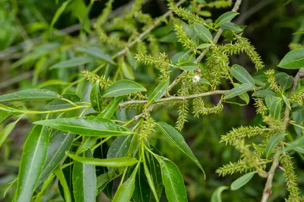 Floarea Salcie Unei Salcii Migdale Salix Triandra Mugurii Fuzzy Sensibili — Fotografie, imagine de stoc