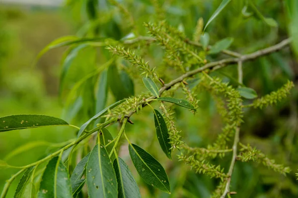 杏仁柳树 Salix Triandra 的柳树 柳树的柔嫩而模糊的芽是各种各样的柳树 自然生态背景 — 图库照片