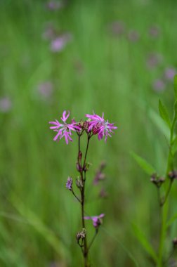 Silene flos-cuculi (Lychnis flos-cuculi), commonly called ragged-robin, is a perennial herbaceous plant in the family Caryophyllaceae. Lychnis flos-cuculi flowers close-up.