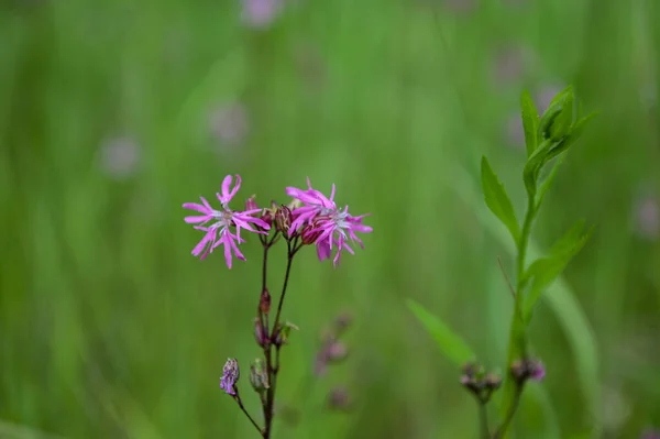 Silene Flos Cuculi Lychnis Flos Cuculi Commonly Called Ragged Robin — Foto Stock