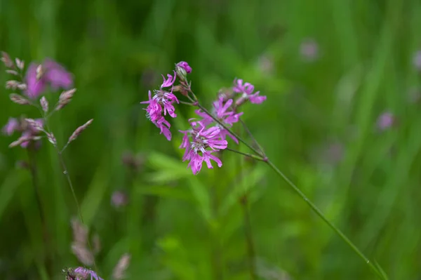 Silene flos-cuculi (Lychnis flos-cuculi), commonly called ragged-robin, is a perennial herbaceous plant in the family Caryophyllaceae. Lychnis flos-cuculi flowers close-up.