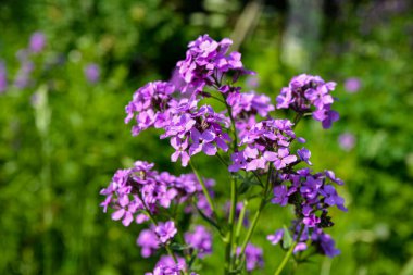Hesperis matronalis ya da yaz menekşesi, sutyengiller familyasının uzun ömürlü ya da iki yıllıklarından biri. Mor gilliflower Hesperis matronalis 'e yakın plan..