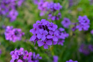 Hesperis matronalis ya da yaz menekşesi, sutyengiller familyasının uzun ömürlü ya da iki yıllıklarından biri. Mor gilliflower Hesperis matronalis 'e yakın plan..