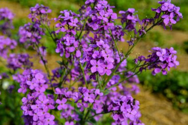 Hesperis matronalis ya da yaz menekşesi, sutyengiller familyasının uzun ömürlü ya da iki yıllıklarından biri. Mor gilliflower Hesperis matronalis 'e yakın plan..