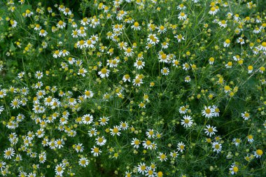 Güneşli bir günde Ukrayna 'da bir açıklıkta güzel bir eczane papatya çayı..