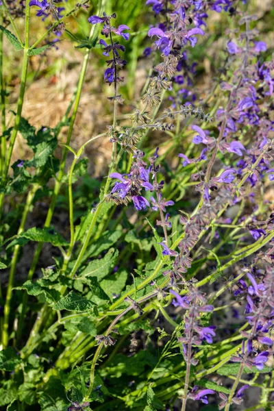 Vad Lila Virágok Salvia Pratensis Más Néven Rét Clary Vagy — Stock Fotó