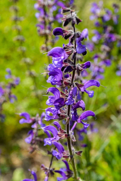 Wild Purple Flowers Salvia Pratensis Known Meadow Clary Meadow Sage Stock Picture