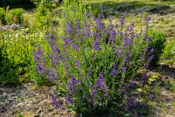 野生の紫色の花サルビア プラテンシス 牧草地の聖職者や牧草地として知られています 蜂蜜の花 サルビア プラテンシス セージの花が咲き 青紫色のムスゲが咲き 緑の草が葉を出します ストックフォト