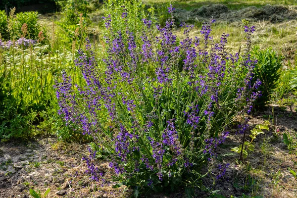 野生の紫色の花サルビア プラテンシス 牧草地の聖職者や牧草地として知られています 蜂蜜の花 サルビア プラテンシス セージの花が咲き 青紫色のムスゲが咲き 緑の草が葉を出します ストック写真
