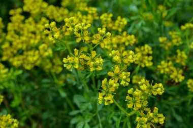Ruta Graveolens (yaygın olarak bilinen adıyla Rue-of-Grace), süs bitkisi ve bitki olarak yetiştirilen bir Ruta türüdür. Aynı zamanda şifalı bir bitki, bir baharat olarak yetiştirilir..