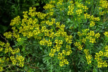 Ruta Graveolens (yaygın olarak bilinen adıyla Rue-of-Grace), süs bitkisi ve bitki olarak yetiştirilen bir Ruta türüdür. Aynı zamanda şifalı bir bitki, bir baharat olarak yetiştirilir..