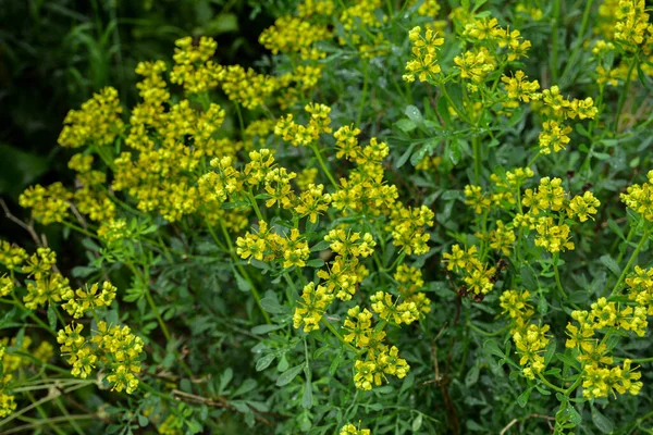Ruta Graveolens Commonly Known Common Rue Herb Grace Species Ruta — Stock Photo, Image