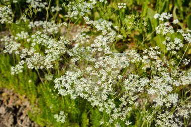Baharda açan kişniş çiçekleri. Bahçede güneş ışığı olan organik kişniş çiçekleri. Çok şirin beyaz kişniş çiçekleri..
