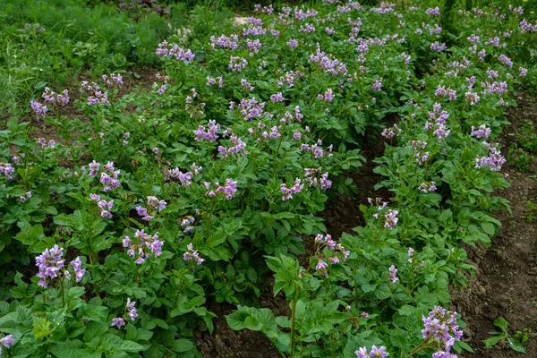 Blooming potatoes. Potato flowers bloom in the sun, grow on a plant. red blooming potato flower on a farm field. organic vegetable flower blossom growth in the garden. Not genetically engineered