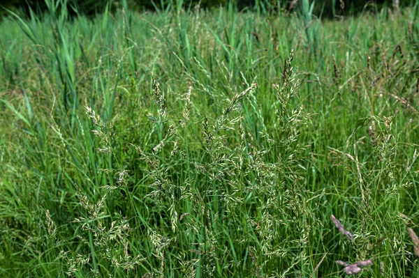 Tall Fescue Een Vaste Plant Gras Met Zaadkoppen Opgroeiend Tot — Stockfoto