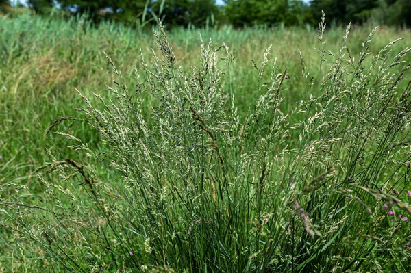 高大的飞雪是一种多年生的草本 有种子头 长到1 5米高 产于低地牧场和荒废地区 湿润的土壤对干旱和草虫有抵抗力 — 图库照片