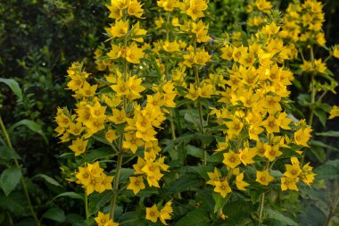 Çiçek açan sarı gevşetici (lysimachia punctata) çiçeklerine yakın plan. Temmuz sonunda botanik bahçesinde çekilmiş..