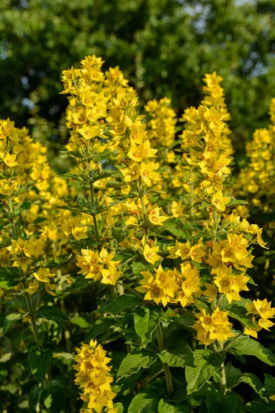 Detailní Záběr Kvetoucí Žluté Květy Loosestrife Lysimachia Punctata Koncem Července — Stock fotografie