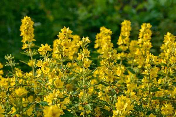 Primer Plano Vida Floja Amarilla Lysimachia Punctata Flores Flor Tomado — Foto de Stock
