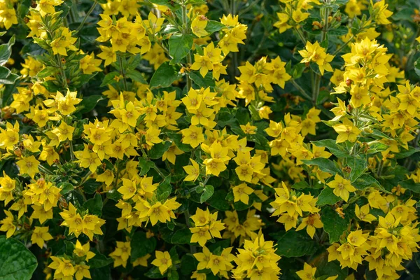 Nahaufnahme Von Den Gelben Lockeren Blüten Lysimachia Punctata Aufgenommen Ende — Stockfoto