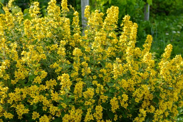 Zbliżenie Żółte Luźne Lysimachia Punctata Kwiaty Rozkwicie Zrobione Pod Koniec — Zdjęcie stockowe