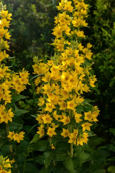 在盛开的黄色松果花 Lysimachia Punctata 上的特写 七月底在植物园举行 — 图库照片
