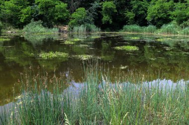 Lakeshore Bulrush veya yaygın kulüp acele bitki.Nehir yatağı üzerinde su bitkisi. Yeşil uzun göl sazlıkları göl çim sazlıklarıyla (lat. Carex) Güneşli bir günde.