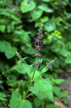 Woundwort, Whitespot Stachys Sylvatica.Stachys Sylvatica ormanda vahşi bir şekilde büyüyor..