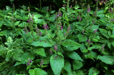 Woundwort, Whitespot Stachys Sylvatica.Stachys Sylvatica ormanda vahşi bir şekilde büyüyor..