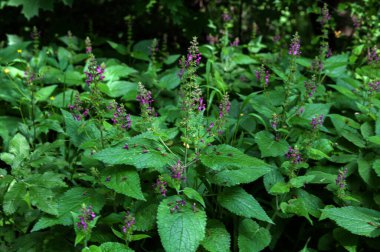 Woundwort, Whitespot Stachys Sylvatica.Stachys Sylvatica ormanda vahşi bir şekilde büyüyor..