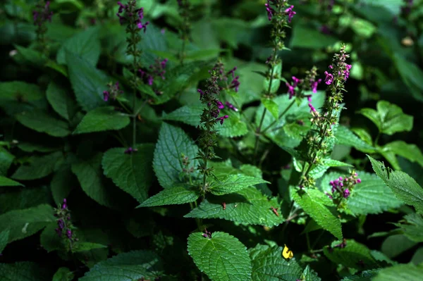 Kwitnący Dziki Kwiat Zwany Hedge Woundwort Whitespot Stachys Sylvatica Stachys — Zdjęcie stockowe