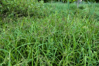Scirpus sylvaticus, Cyperaceae familyasından Cyperaceae familyasından bir bitki türü..