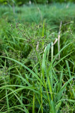 Scirpus sylvaticus, Cyperaceae familyasından Cyperaceae familyasından bir bitki türü..