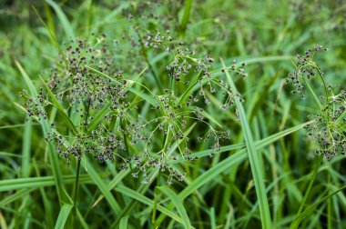 Scirpus sylvaticus, Cyperaceae familyasından Cyperaceae familyasından bir bitki türü..