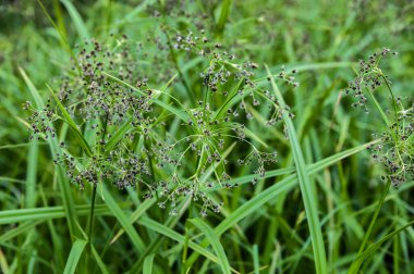 Scirpus sylvaticus, Cyperaceae familyasından Cyperaceae familyasından bir bitki türü..