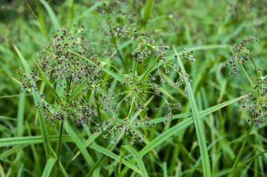 Scirpus sylvaticus, Cyperaceae familyasından Cyperaceae familyasından bir bitki türü..