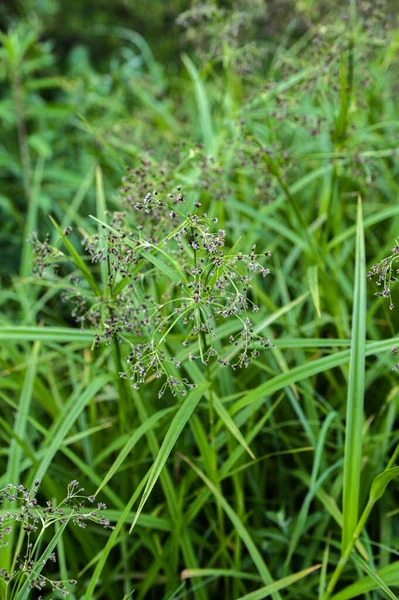 Scirpus sylvaticus, Cyperaceae familyasından Cyperaceae familyasından bir bitki türü..