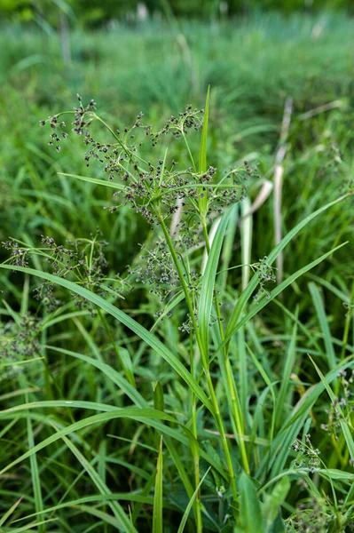 Scirpus Sylvaticus Είναι Ένα Είδος Ανθοφόρου Φυτού Της Οικογένειας Cyperaceae — Φωτογραφία Αρχείου