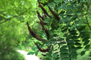 Amorpha fruticosa çiçeğinin bal arısı. Amorpha fruticosa 'nın çiçekleri. Sahte çöl indigosu. Portakallı bir bal arısı.