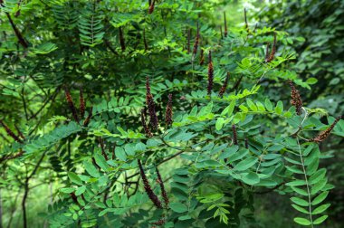 Amorfa Fruticosa 'nın çiçekleri, sahte çöl göstergesi. Morfa Fruticosa mor çiçekleri. Portakallı bir bal arısı.