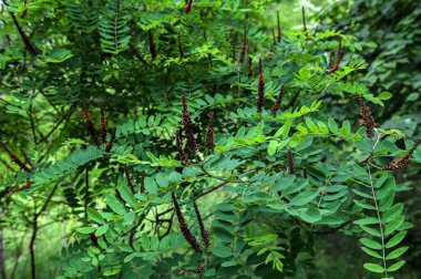 Amorfa Fruticosa 'nın çiçekleri, sahte çöl göstergesi. Morfa Fruticosa mor çiçekleri. Portakallı bir bal arısı.