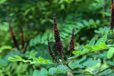 Amorpha fruticosa çiçeğinin bal arısı. Amorpha fruticosa 'nın çiçekleri. Sahte çöl indigosu. Portakallı bir bal arısı.