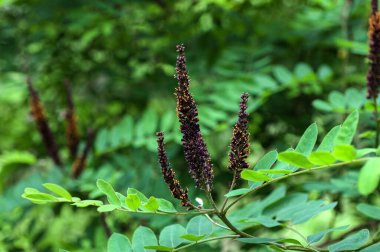 Amorfa Fruticosa 'nın çiçekleri, sahte çöl göstergesi. Morfa Fruticosa mor çiçekleri. Portakallı bir bal arısı.